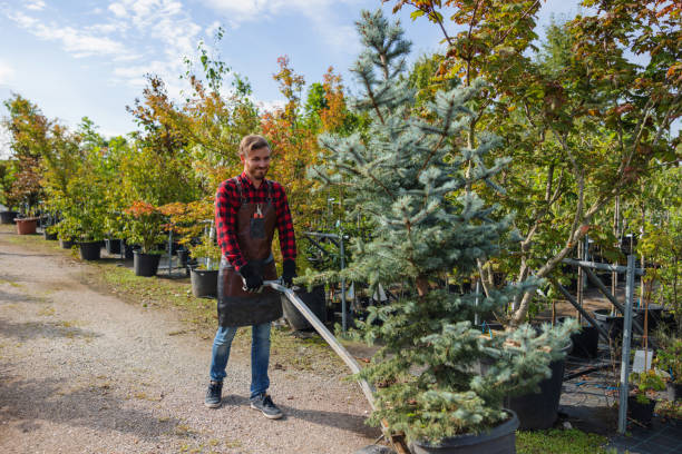 Best Storm Damage Tree Cleanup  in Snyderville, UT